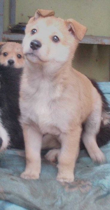 Щенки ищут заботливую семью