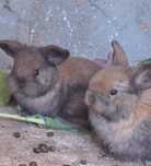 Tenho disponível estes dois bebes mini lop orelhudo