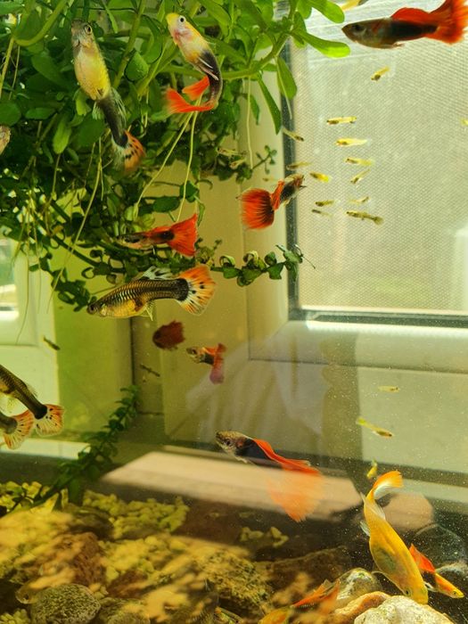 Małe gupiki rybki akwariowe własna hodowla