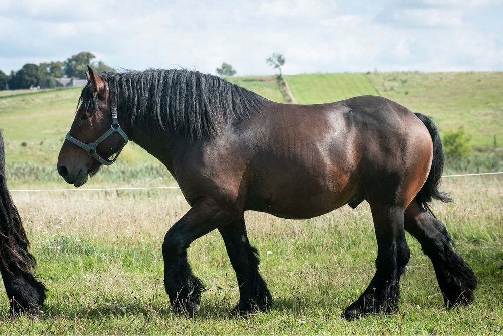Sprzedam ogiera zimnokrwistego