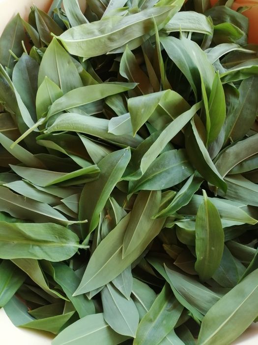 Pesto czosnek niedźwiedzi 2 sztuki