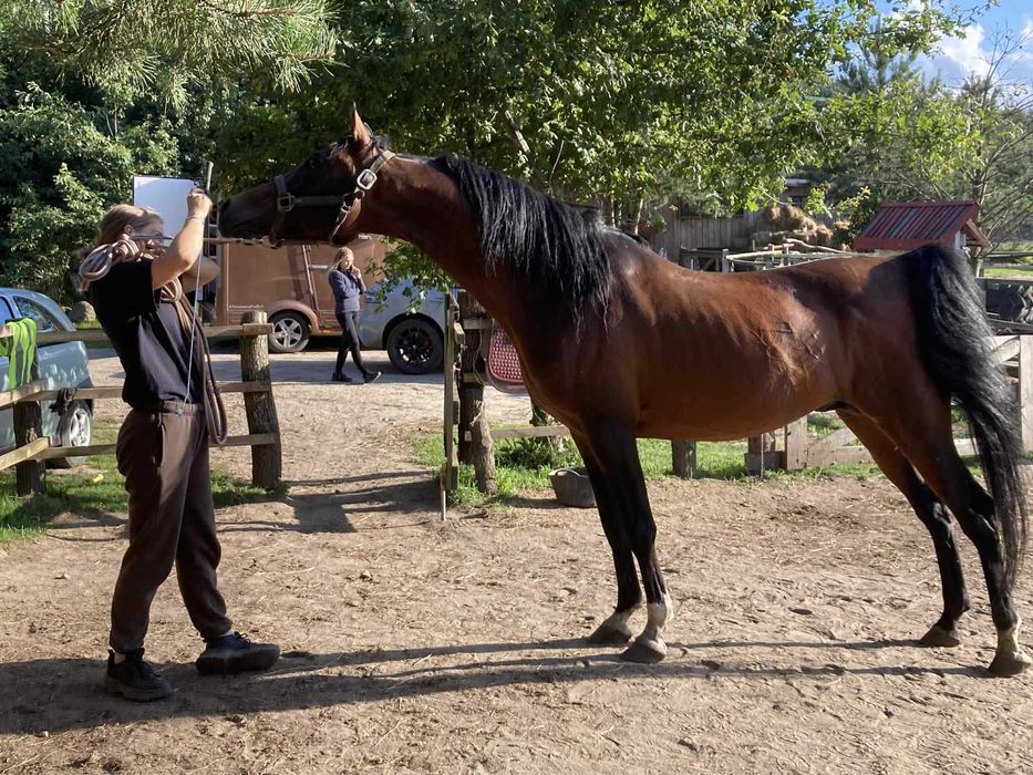 Ogier arabski szuka swojego człowieka