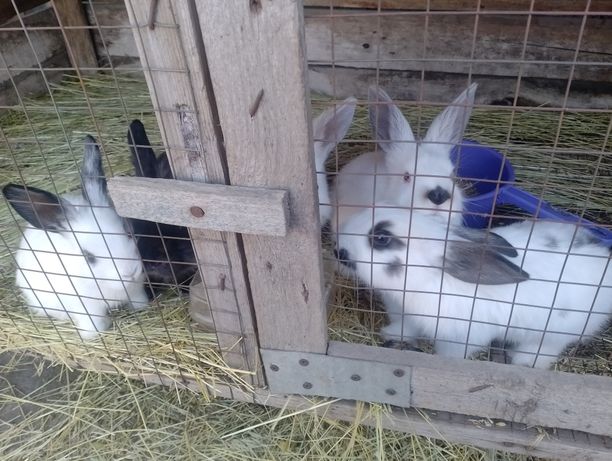 Продам кроликів 3 місяці