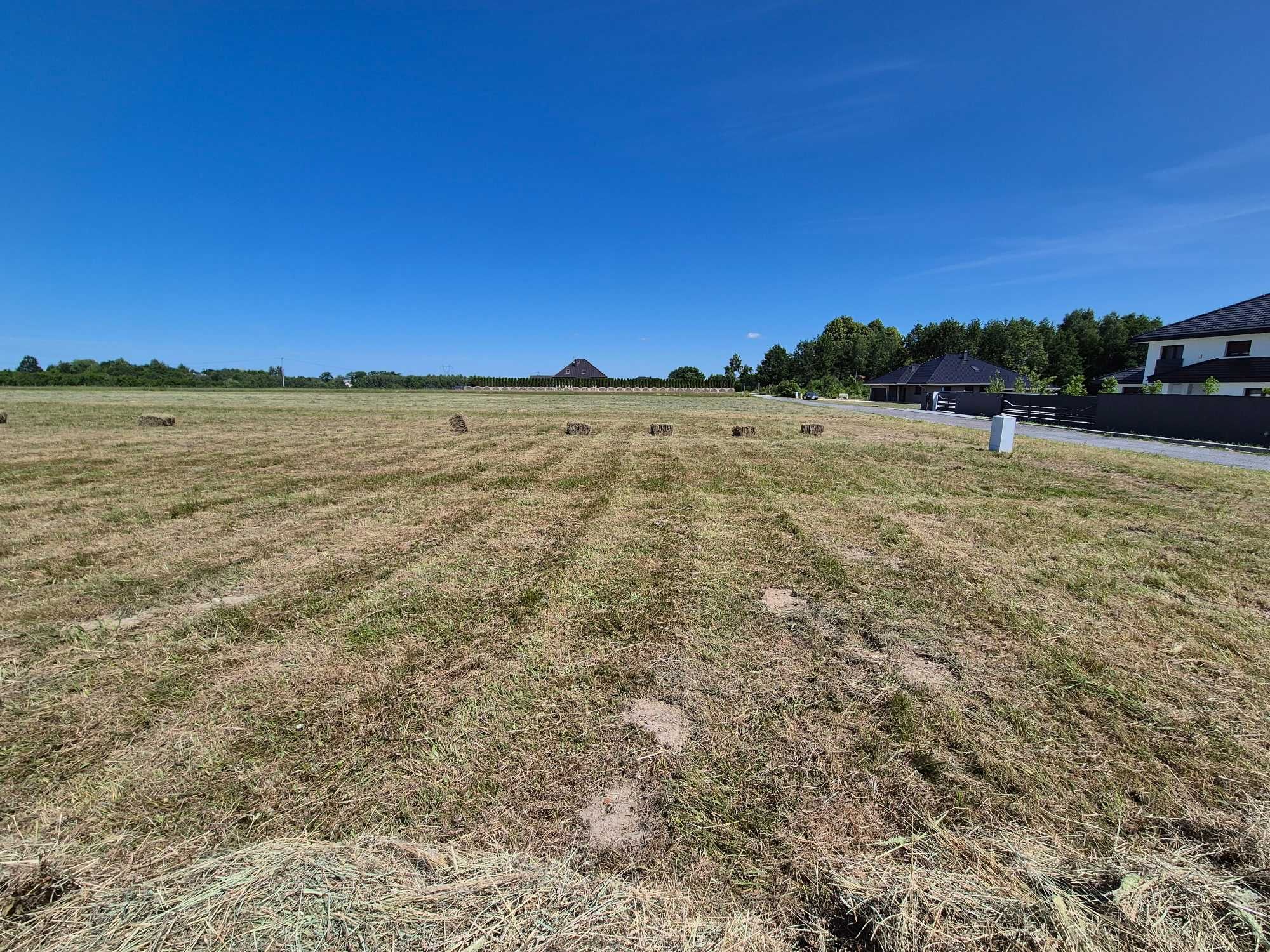Siano Lucerna Koniczyna Trawa Łąkowa Trawa Pastewna czerwiec 2023