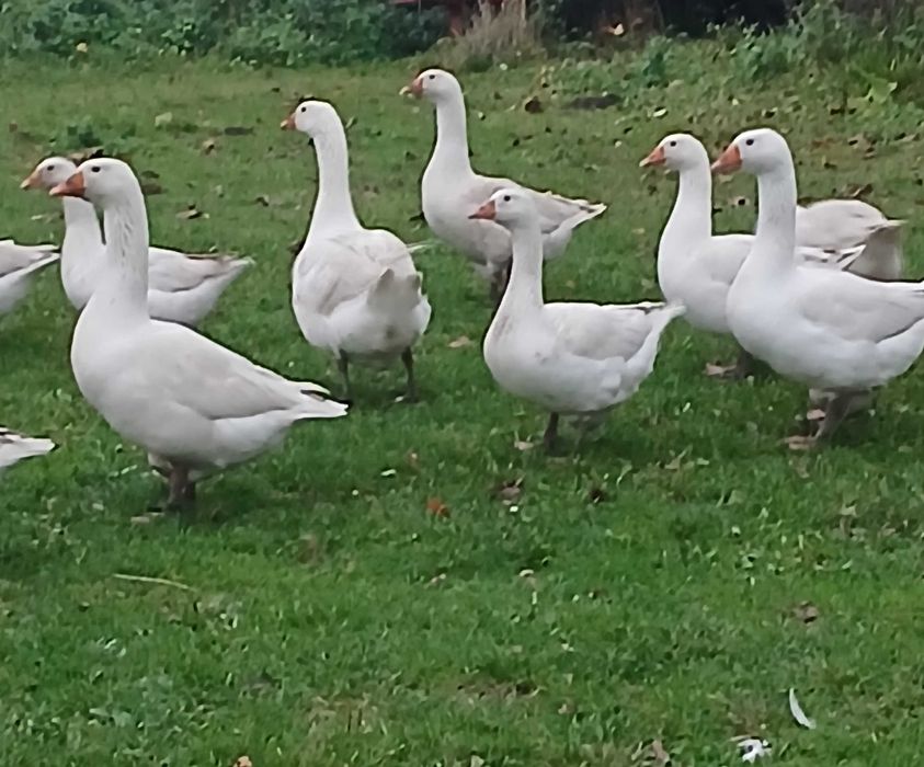 Gęsi tuszki lub żywe