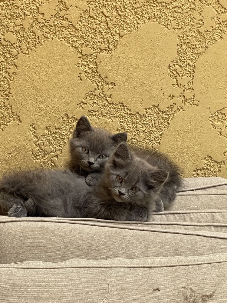 Кошенята в добрі руки
