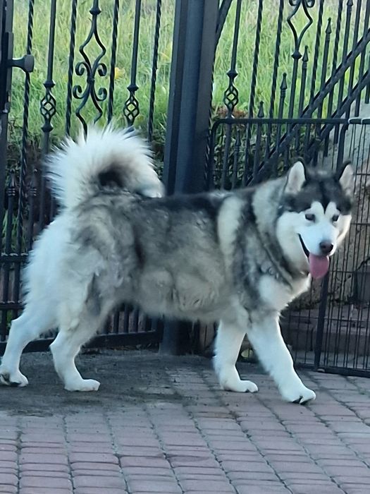 Zapowiedź miotu Alaskan Malamute ZKwP/FCI