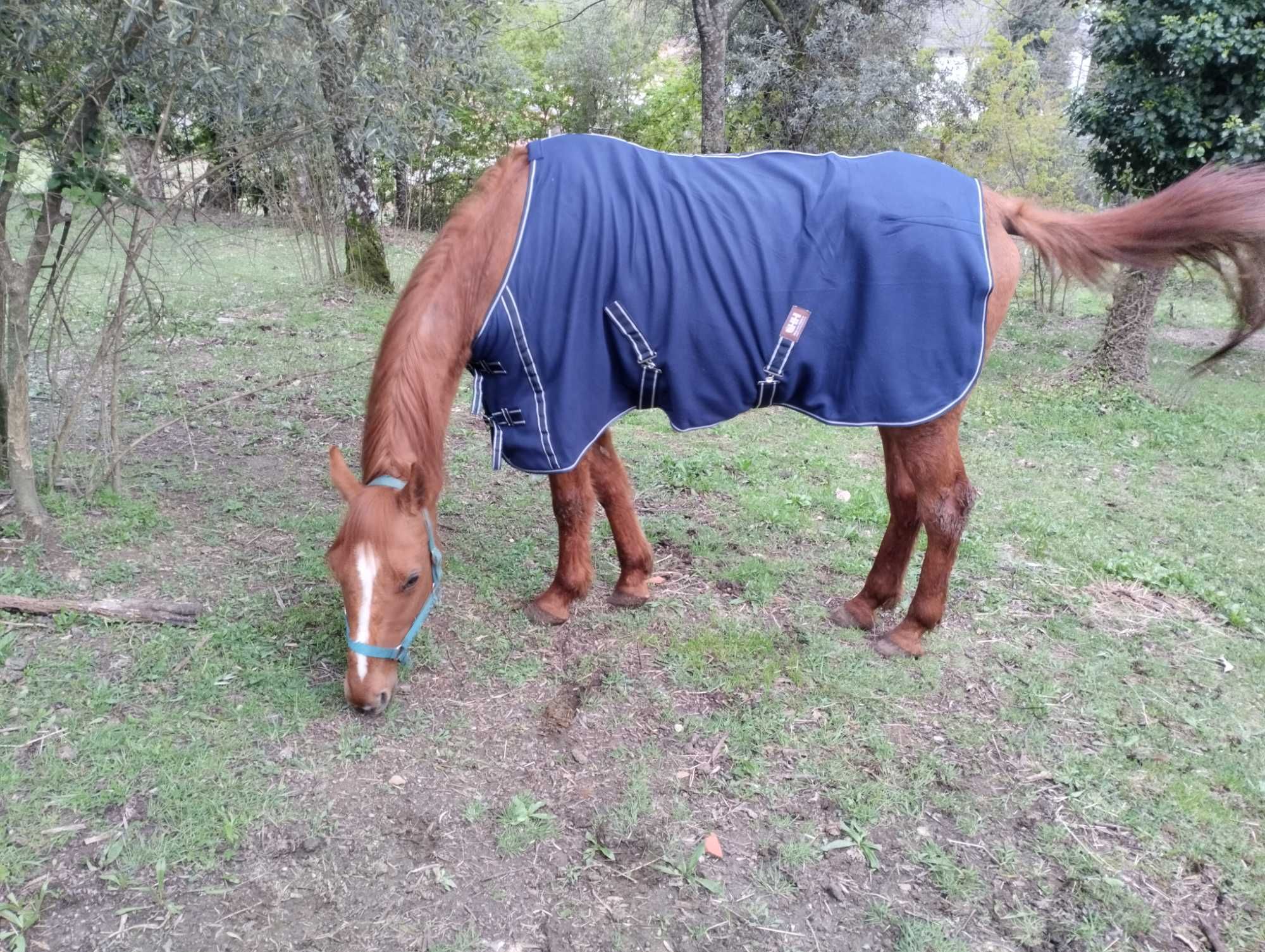 Vendo trotadore francês puro