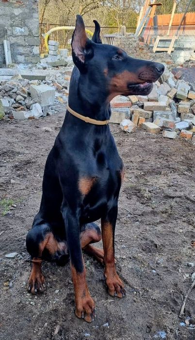 Doberman europejski - Neverland Ranch Kennel
