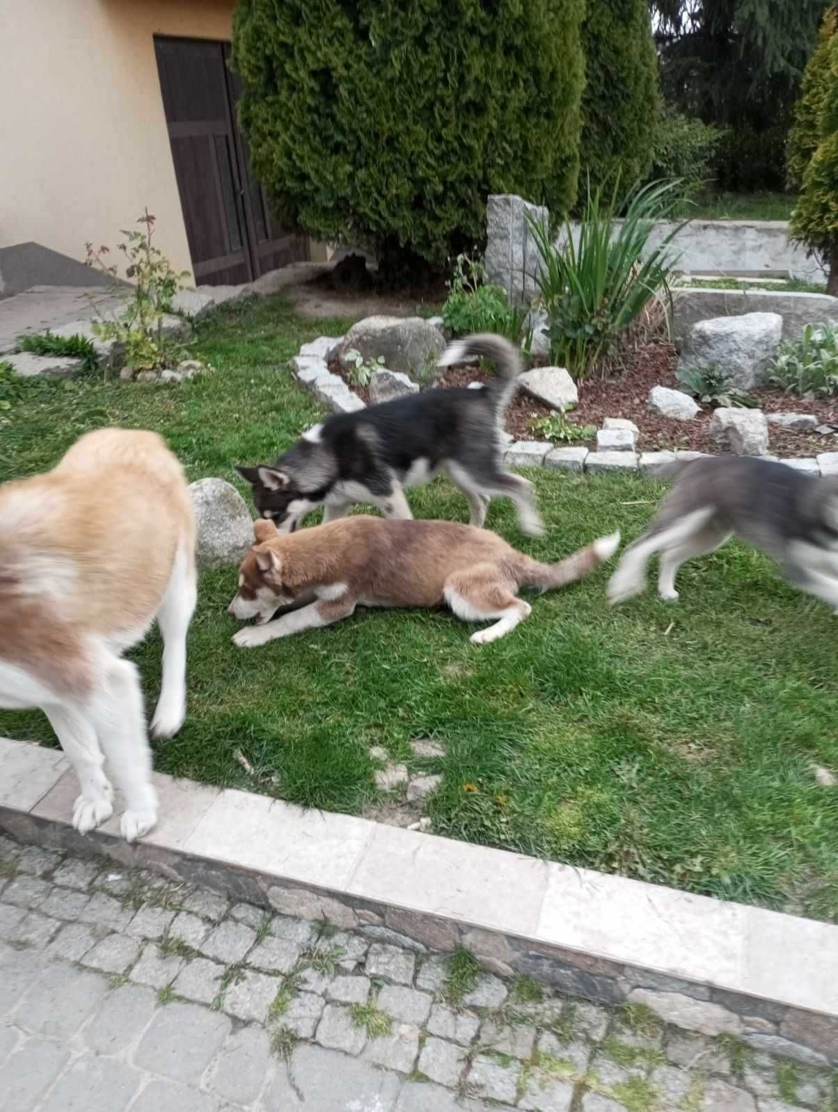 Sprzedam szczeniaka syberian husky z rodowodem