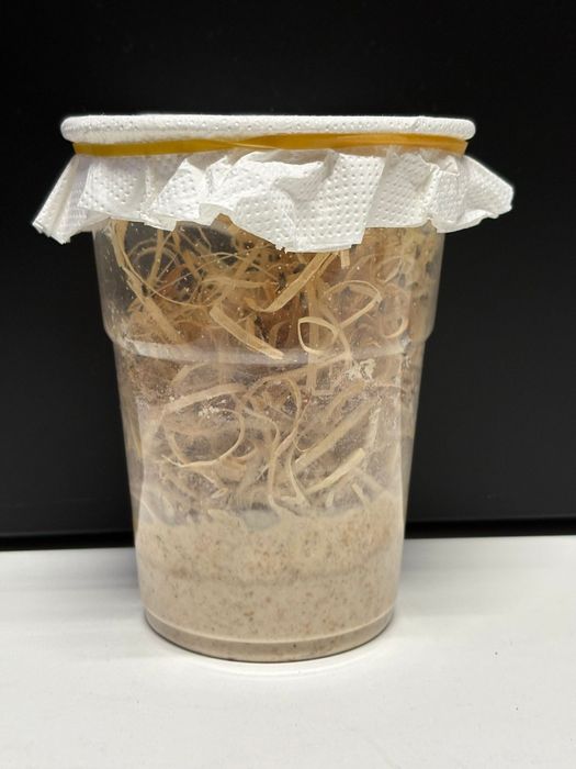 Mosca da fruta DROSOPHILA