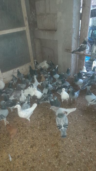 Sprzedam gołembie pocztowe