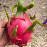 Venda de plantas