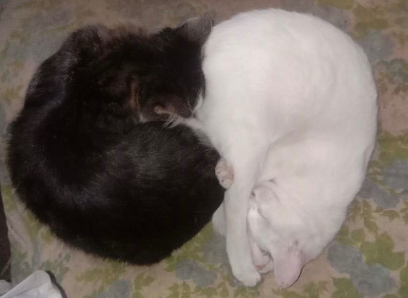 Отдам даром. Красивых котиков и кошечек.