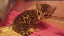 Gatinho Raça Bengal