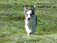 Border collie blue merle suczka