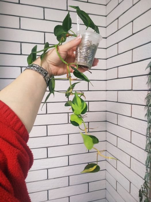 гігантум вар, голд сатін, бразіл,глоріосум, рожева принцеса, ред анде