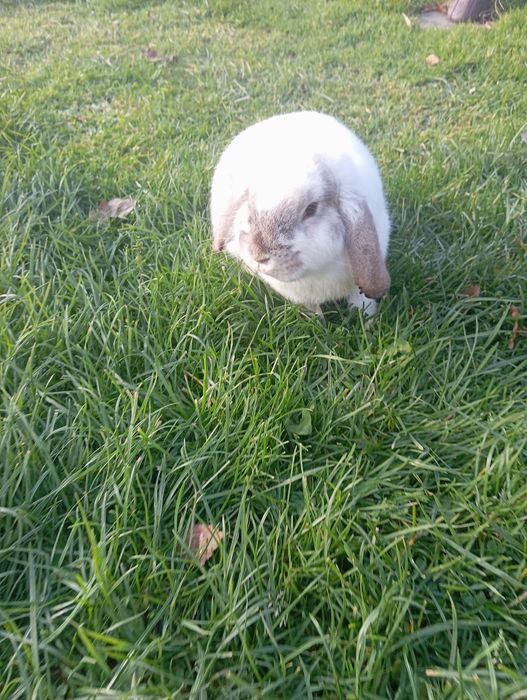 Królik miniaturka  młoda saniczka