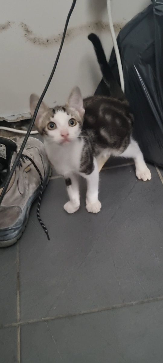 Gatinhos para adoção!