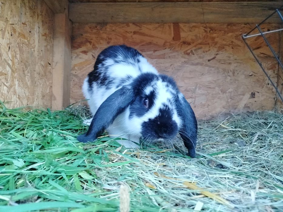 Sprzedam króliki z własnego chowu