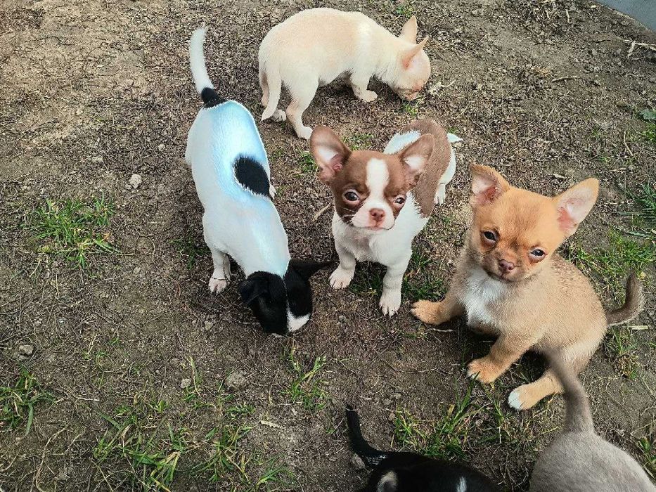 Чихуахуа дітки, хлопчики
