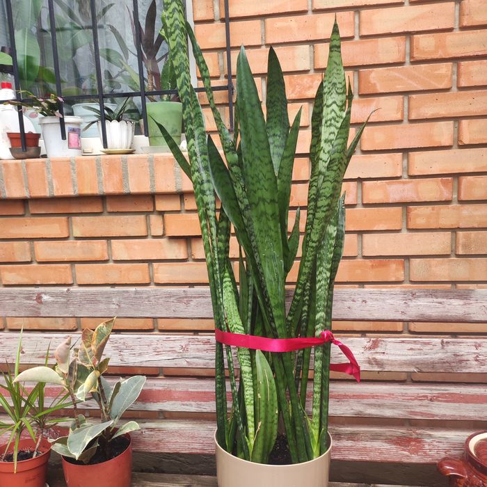 Вазони, сансівієрія муншайн