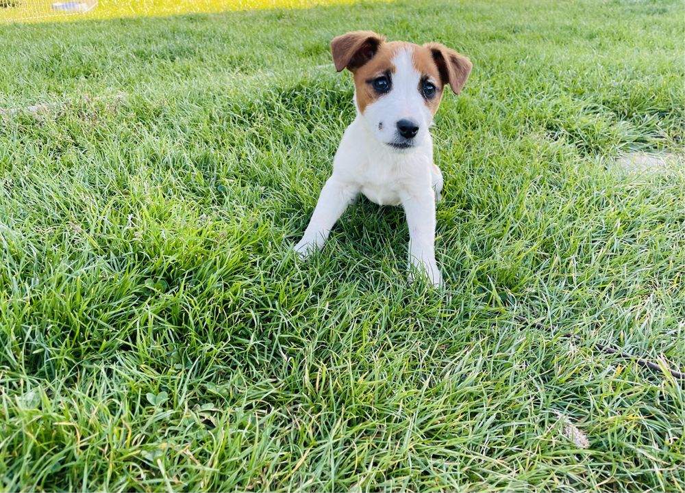 Jack Russell Terrier suczka Figa  rodowód