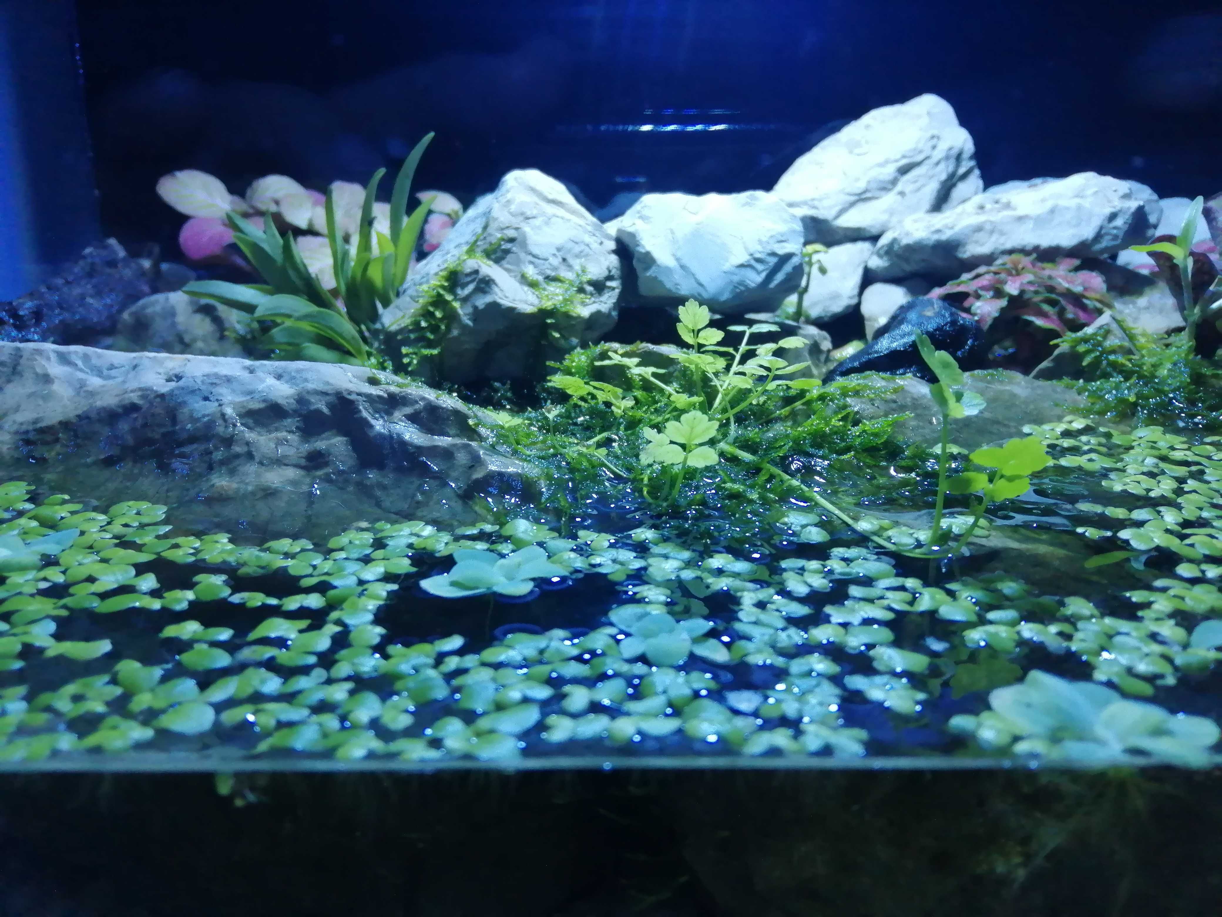 Aquario paludário terrario