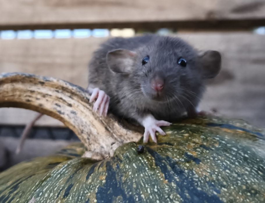 Młode oswojone szczurki samce i samice domowa hodowla, dumbo osowjone