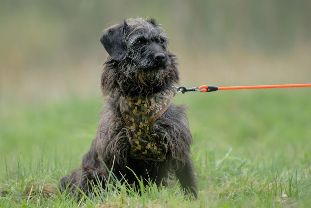 Migotka, piekna sunia do adopcji