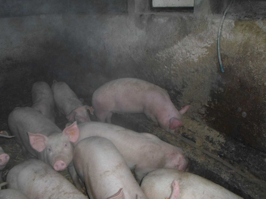 sprzedam loszkę do pokrycia