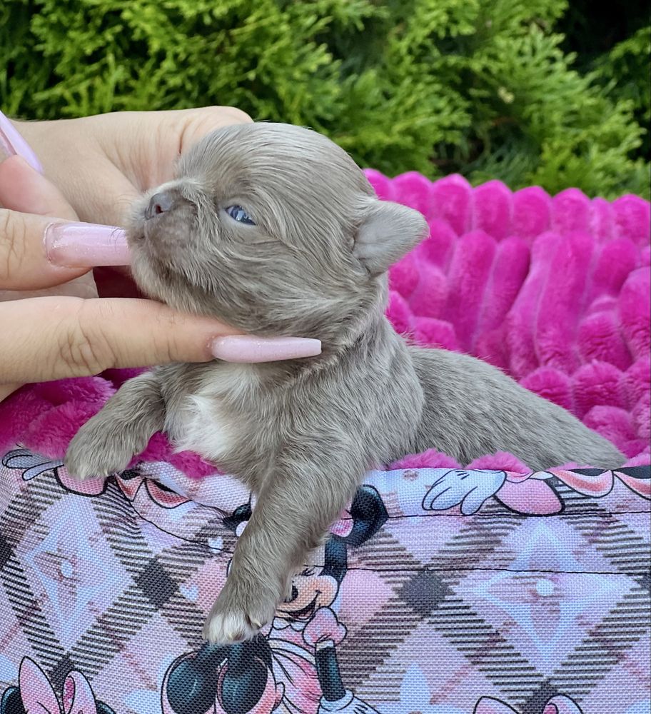 ***Chihuahua cudowny liliowy chłopczyk***