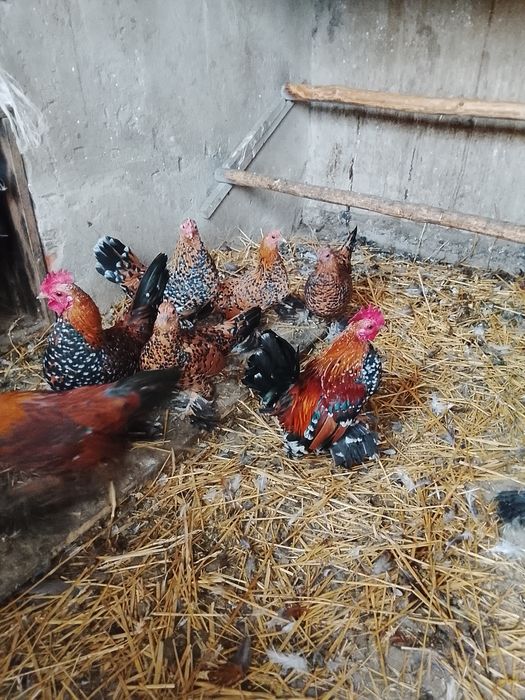 Karzełki łapciate porcelanowe