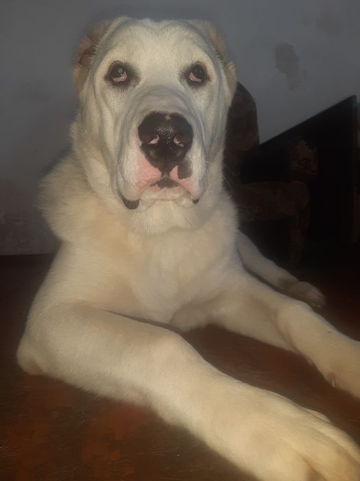 Тато Джоньо.Мама Стела.