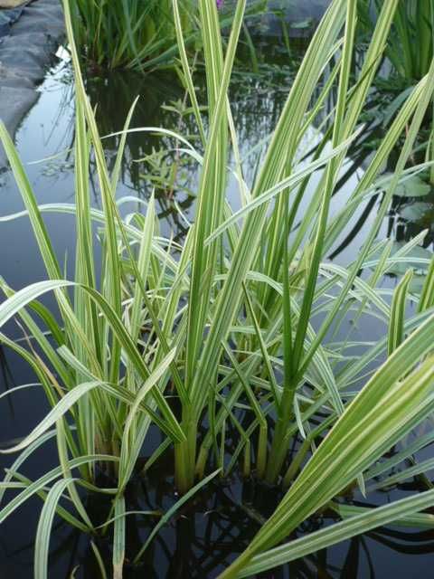 Rośliny wodne, rośliny przybrzeżne , Kamieńsk lesiakowski.pl