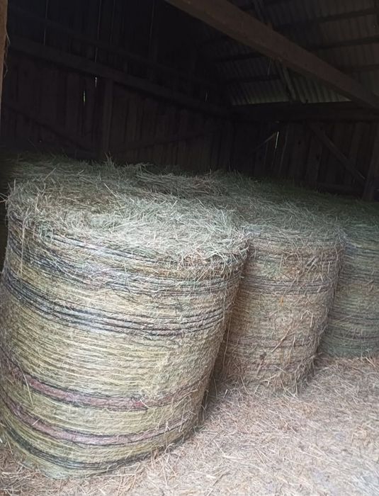 Siano 2025 – bele z nowej belarki, dobrze dobite!