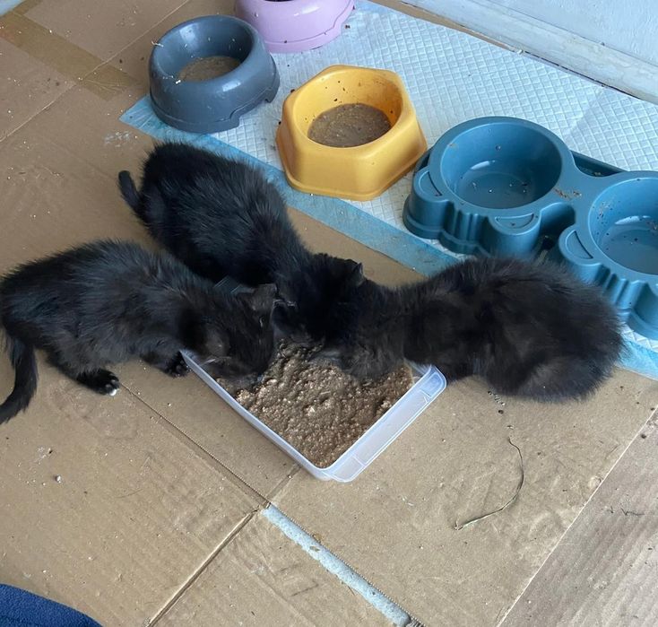 7 kociąt z lasu,błagam o pomoc,pokochaj,adoptuj,cudowne maluchy,czarny