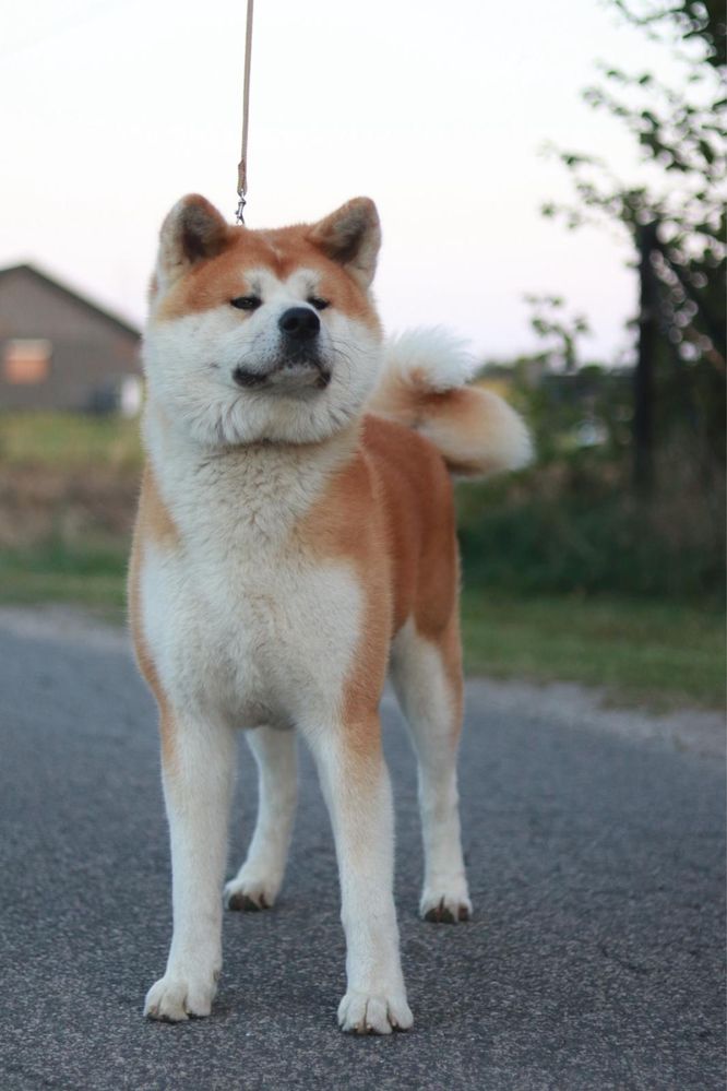 Akita Inu Japońska szczeniak ZKwP/FCI rodowód