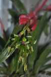 Більбергія. Бильбергия. Billbergia.