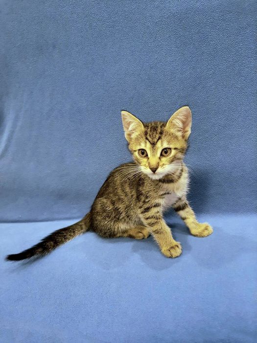 Маленькая полосатая котёнок девочка табби ищет дом! Котята в хорошие р