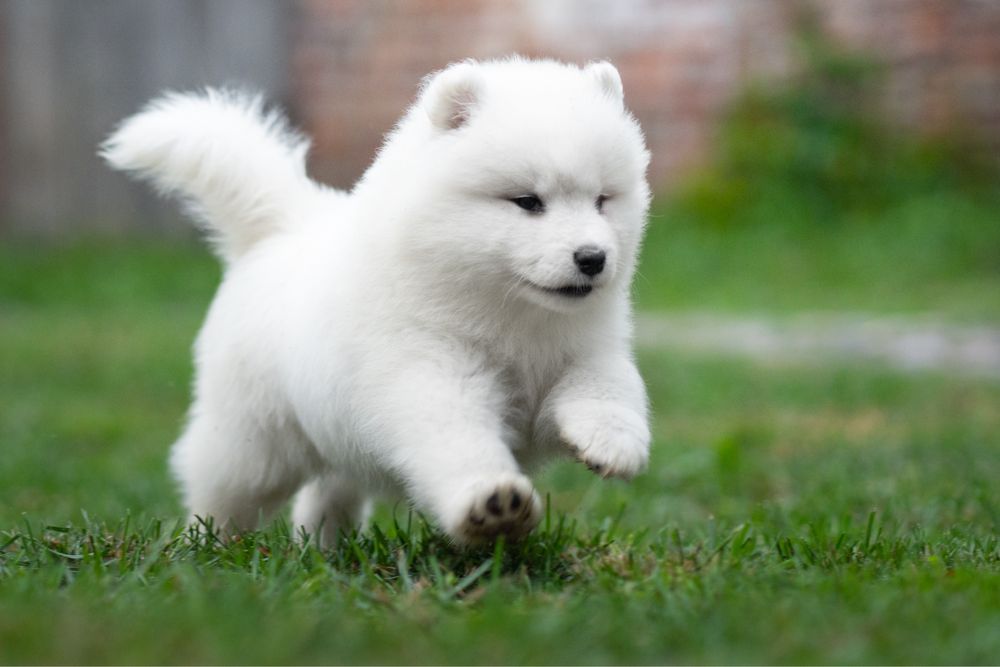 Samoyed z rodowodem ZKWP
