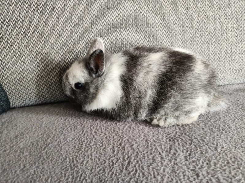 Króliczki miniaturki