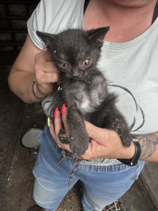Kociaki do adopcji