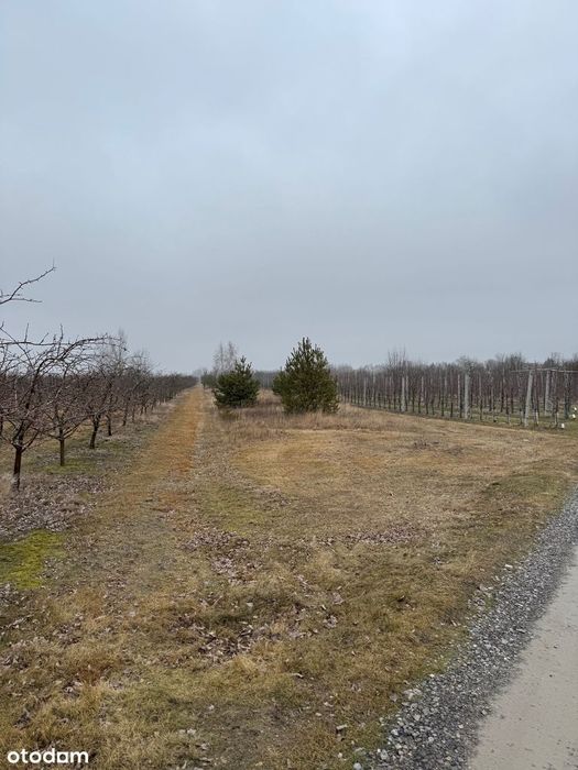 Sprzedam działkę z warunkami zabudowy i projektem domu w Mniszewie