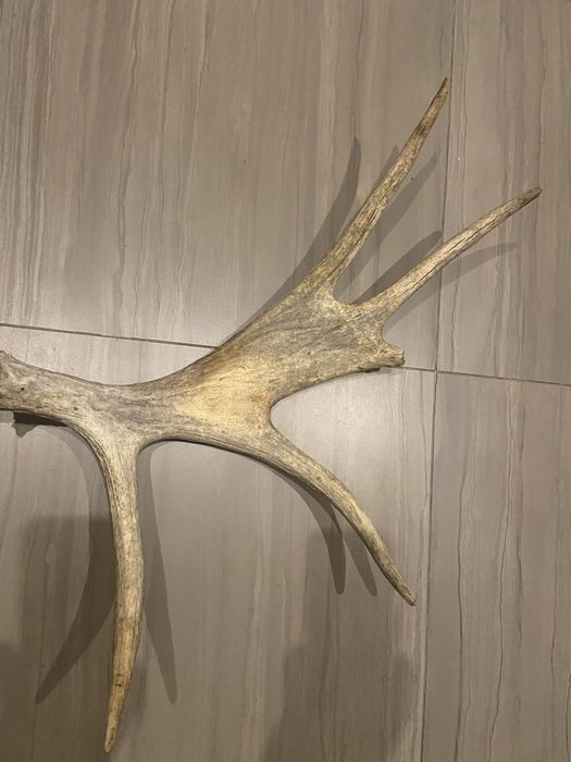 Продам рога оленя