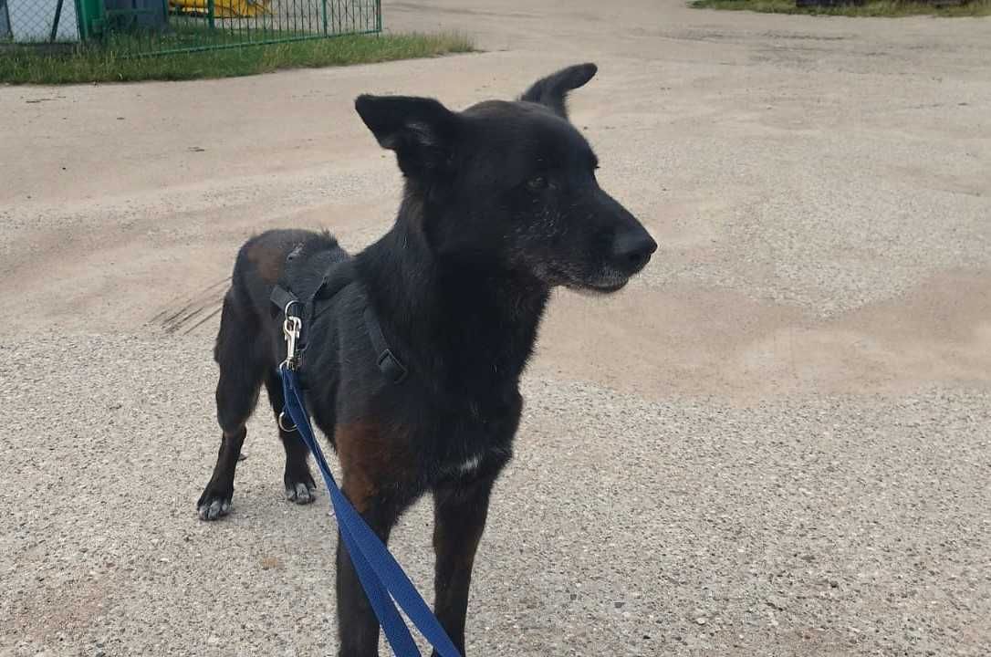 Roman ok.6/7 let. wyjatkowy pies czeka na swoją szansę   Napiereki