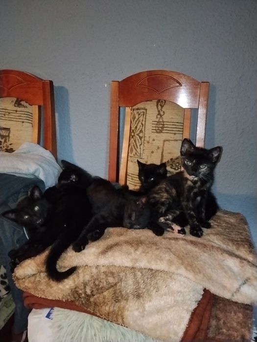 Czarne dwumiesięczne kociaki