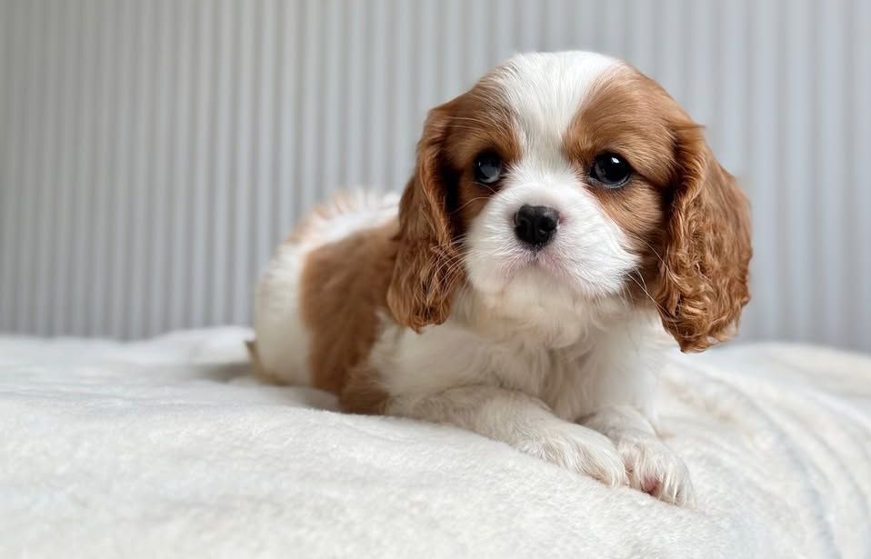 Кавалер Кинг Чарльз спаниель