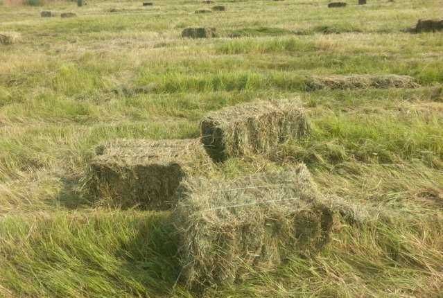 Сіно лугове 2025