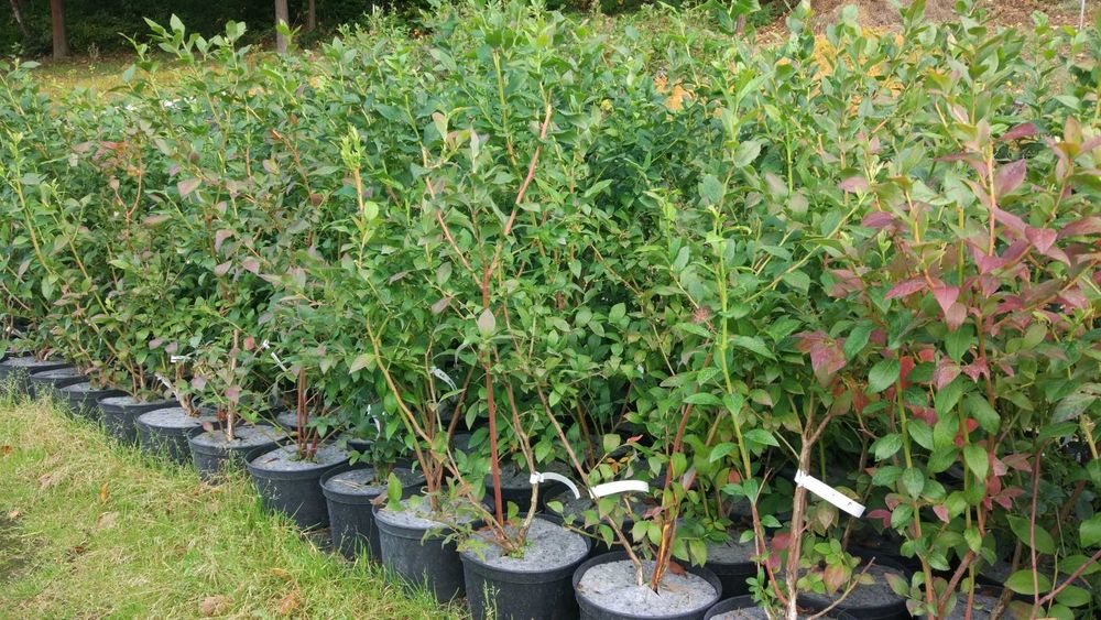 Borówka amerykańska sadzonki !!!